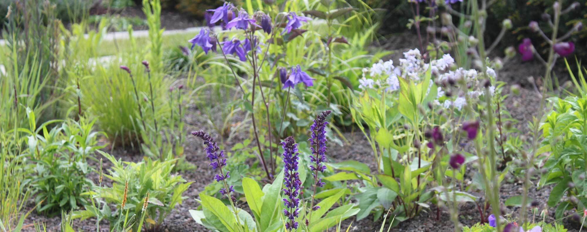 Lageschaar Vaste planten