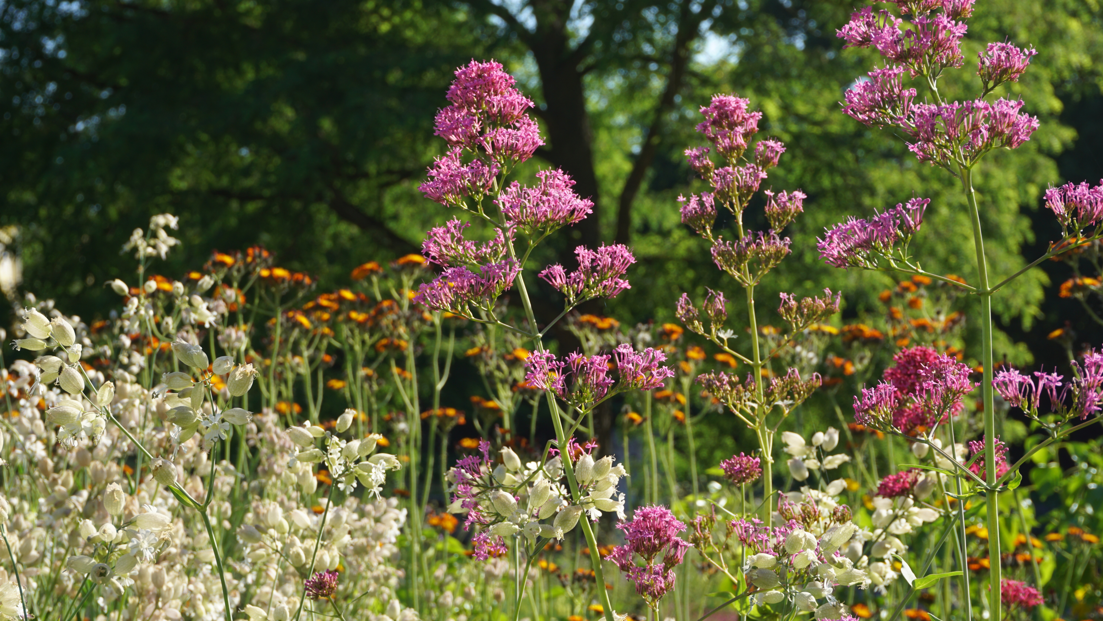 Lageschaar Vaste planten