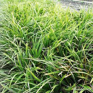 Carex morrowii 'Variegata'