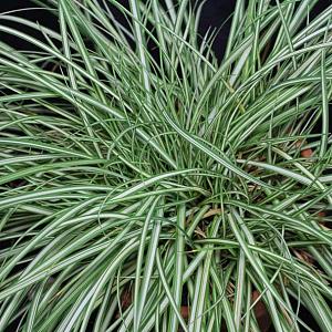 Carex ornithopoda 'Variegata'