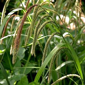 Carex pendula