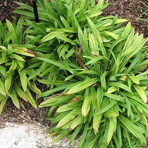 Carex plantaginea