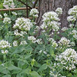 Centranthus ruber 'Albus'