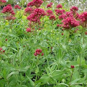 Centranthus ruber 'Coccineus'