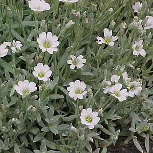 Cerastium tomentosum