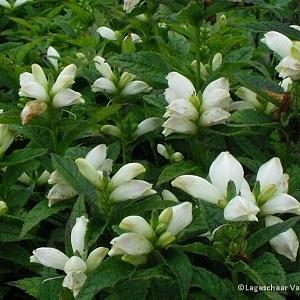 Chelone obliqua 'Alba'