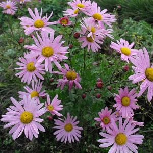 Chrysanthemum (R) 'Clara Curtis'