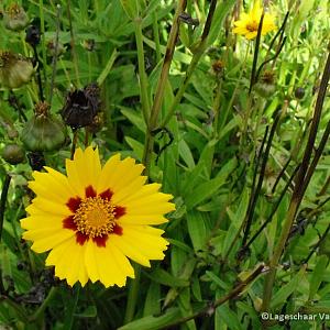 Coreopsis lanceolata 'Sterntaler'