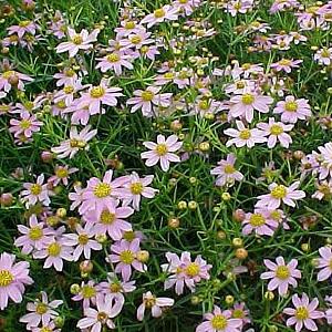 Coreopsis rosea 'American Dream'