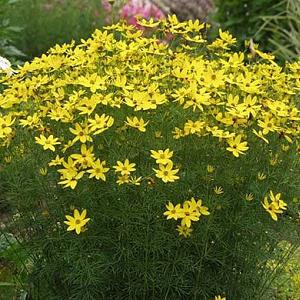 Coreopsis vert. 'Grandiflora'