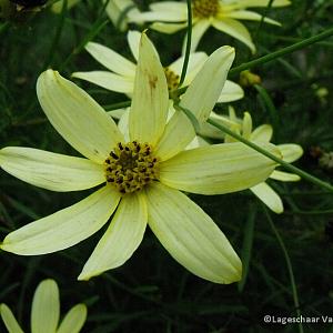 Coreopsis vert. 'Moonbeam'