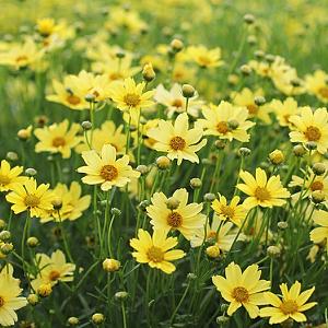 Coreopsis Crème Brulee