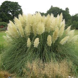 Cortaderia s. 'Pumila'