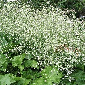 Crambe cordifolia