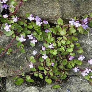 Cymbalaria muralis