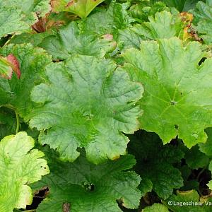 Darmera peltata