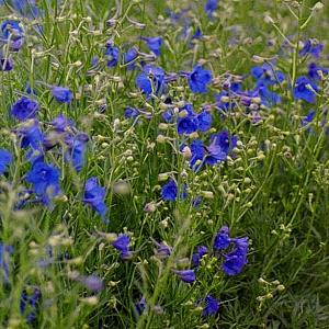 Delphinium gr. 'Blauer Zwerg'