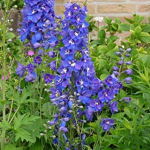 Delphinium (P) 'Blue Bird'