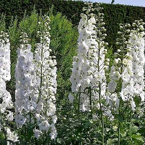 Delphinium (P) 'Galahad'