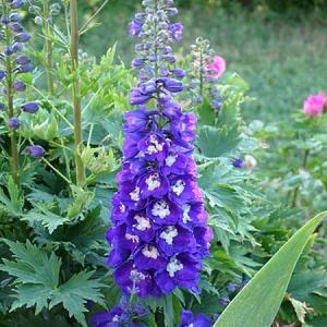 Delphinium (P) 'King Arthur'