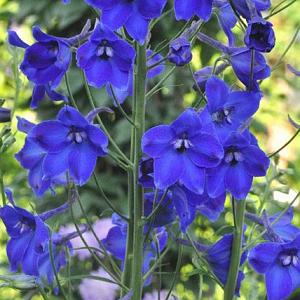 Delphinium (B) 'Völkerfrieden'