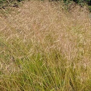 Deschampsia cesp. 'Bronzeschleier'