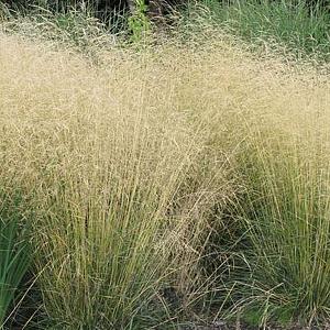 Deschampsia cesp. 'Goldschleier'