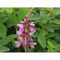 Desmodium canadense