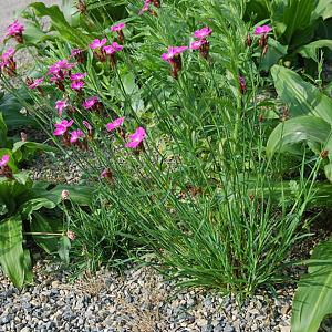 Dianthus carthusianorum