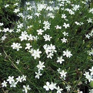 Dianthus delt. 'Albiflorus'