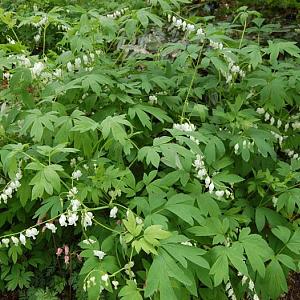 Dicentra spectabilis 'Alba'