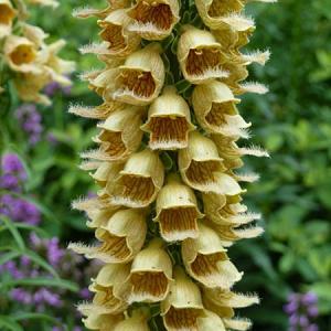 Digitalis ferr. 'Gelber Herold'