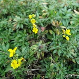 Draba sibirica