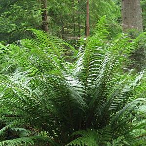 Dryopteris affinis