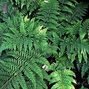 Dryopteris dilatata