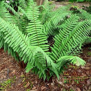 Dryopteris wallichiana