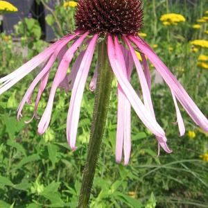 Echinacea pallida