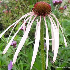 Echinacea pal. 'Hula Dancer'