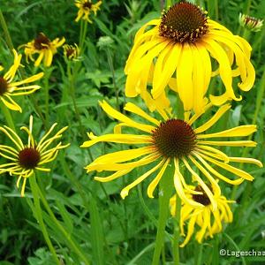 Echinacea paradoxa