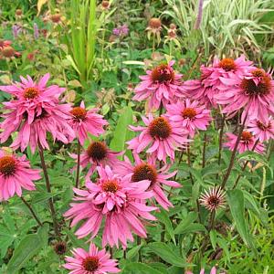 Echinacea p. 'Double-Decker'