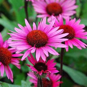 Echinacea p. 'Fatal Attraction'