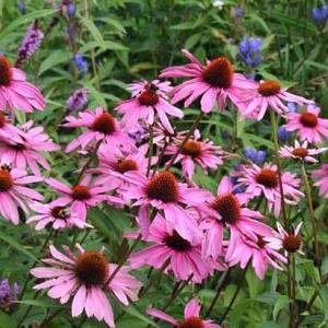 Echinacea p. 'Magnus'