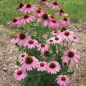 Echinacea purp. 'Prairie Splendor'