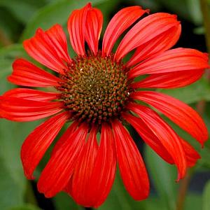 Echinacea 'Tomato Soup'