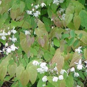 Epimedium grandiflorum