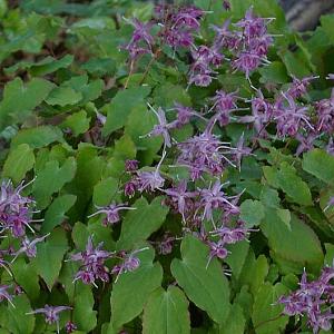 Epimedium gr. 'Lilafee'