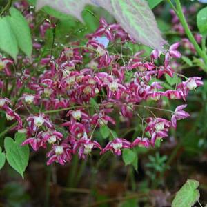 Epimedium rubrum