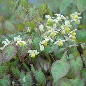 Epimedium versicolor 'Sulphureum'