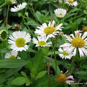 Erigeron karvinskianus