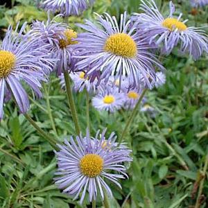 Erigeron speciosus 'Grandiflorus'